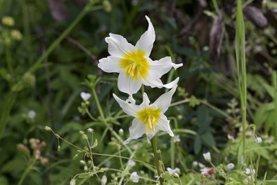 Erythronium helenae, photographed by Arvel Hernandez