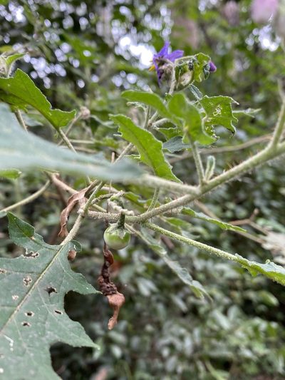 Solanum semiarmatum, photographed by Martin Hannan-Jones