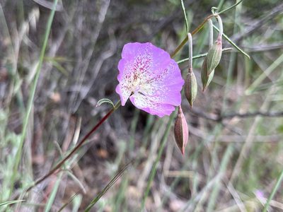 Clarkia bottae, photographed by Kristen Nelson