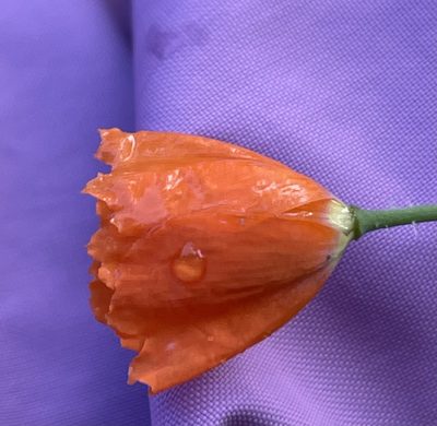 Stylomecon crassifolia, photographed by Irene