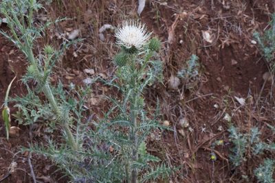 Cirsium cymosum, photographed by Arvel Hernandez