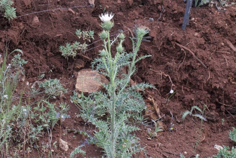 Cirsium cymosum, photographed by Arvel Hernandez