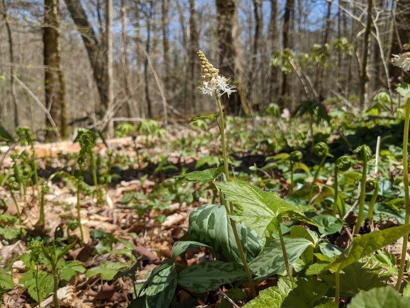 Tiarella austrina, photographed by Zac Peterson