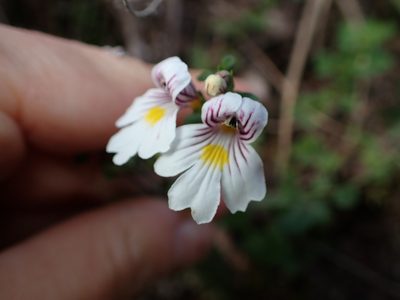 Euphrasia cuneata, photographed by Lisa Bennett