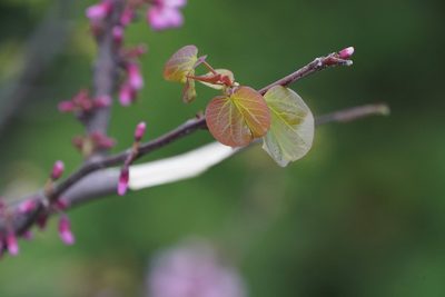 Cercis siliquastrum, photographed by WATANABE Hitoshi 渡辺仁