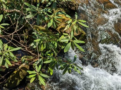 Rhododendron maximum, photographed by Zac Peterson
