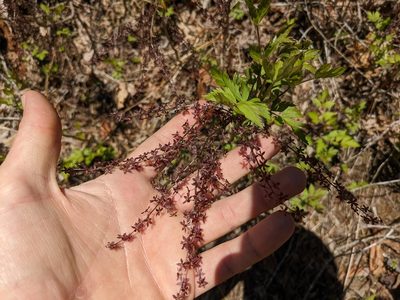Xanthorhiza simplicissima, photographed by Zac Peterson