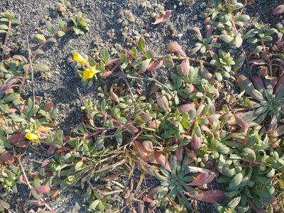 Camissoniopsis cheiranthifolia, photographed by Drew Meyer