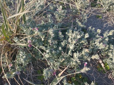 Lathyrus littoralis