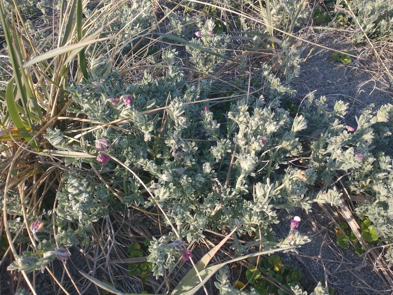Lathyrus littoralis, photographed by Drew Meyer