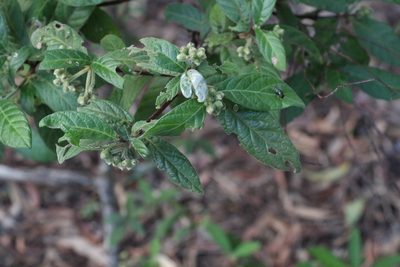 Psychotria loniceroides, photographed by Greg Tasney