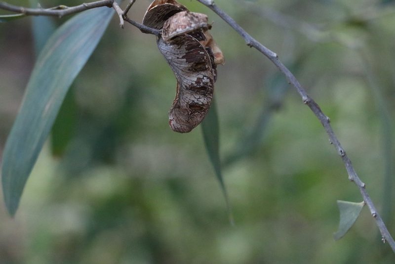Acacia disparrima, photographed by Greg Tasney