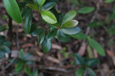 Rhaphiolepis indica, photographed by Greg Tasney