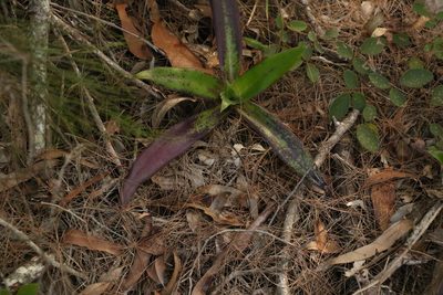 Callisia fragrans, photographed by Greg Tasney