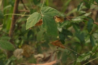 Macroptilium atropurpureum, photographed by Greg Tasney