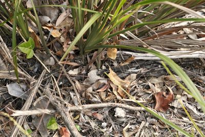 Dianella caerulea, photographed by Greg Tasney