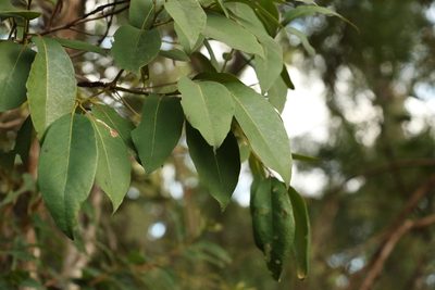 Lophostemon suaveolens, photographed by Greg Tasney