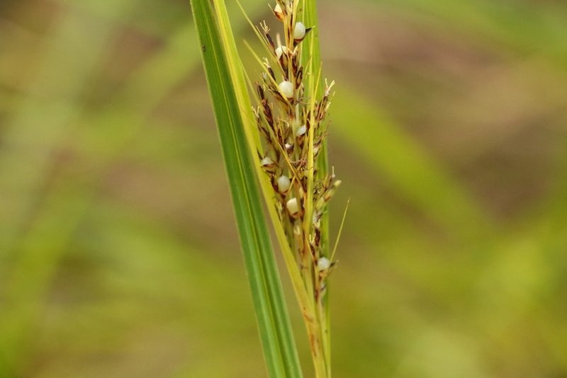 Scleria levis, photographed by Greg Tasney
