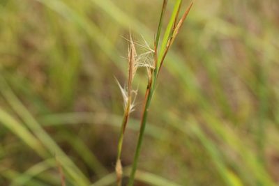 Andropogon virginicus, photographed by Greg Tasney