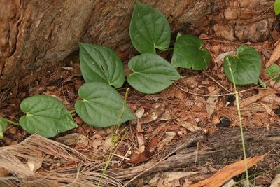 Piper hederaceum, photographed by Greg Tasney