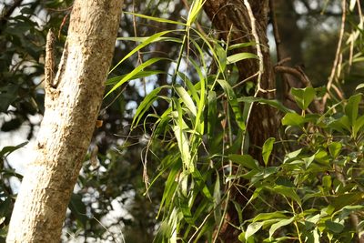Flagellaria indica, photographed by Greg Tasney