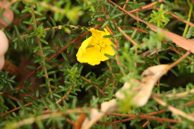 Hibbertia vestita, photographed by Greg Tasney