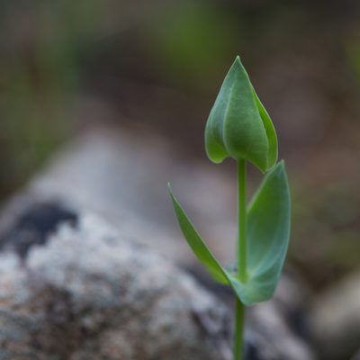 Blackstonia perfoliata, photographed by Tim Johnson