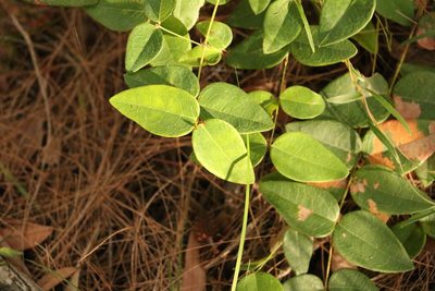 Bossiaea formosa, photographed by Greg Tasney