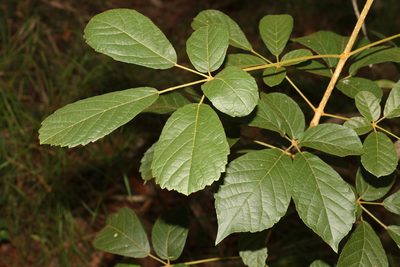 Handroanthus chrysotrichus, photographed by Greg Tasney