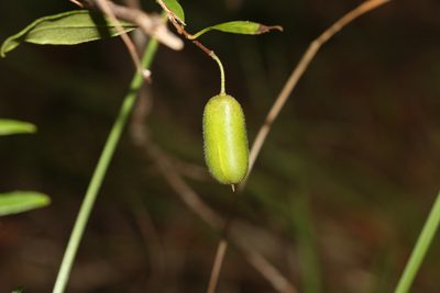 Billardiera scandens, photographed by Greg Tasney