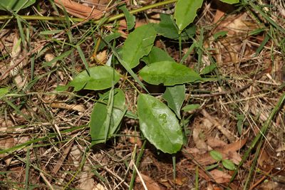Apocissus hypoglauca, photographed by Greg Tasney