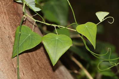 Echinostephia aculeata, photographed by Greg Tasney