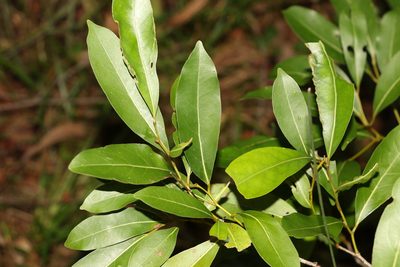 Cryptocarya microneura, photographed by Greg Tasney