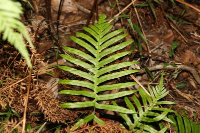 Oceaniopteris cartilaginea, photographed by Greg Tasney