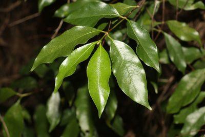 Gynochthodes umbellata, photographed by Greg Tasney