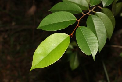 Chrysophyllum oliviforme