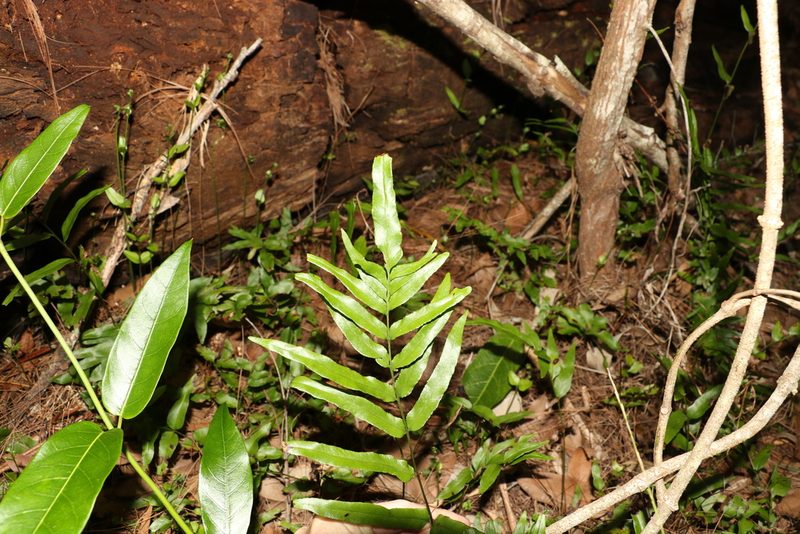 Lindsaea ensifolia, photographed by Greg Tasney