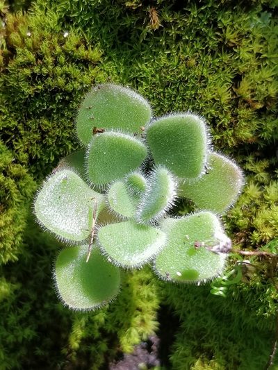 Aichryson villosum, photographed by Vítor Jorge
