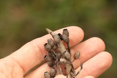 Corymbia trachyphloia, photographed by Greg Tasney