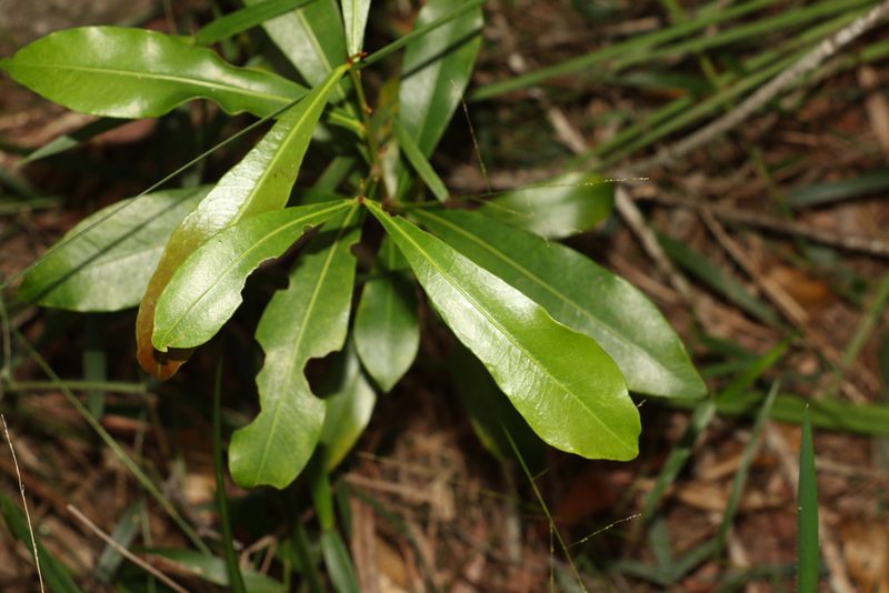 Planchonella chartacea, photographed by Greg Tasney