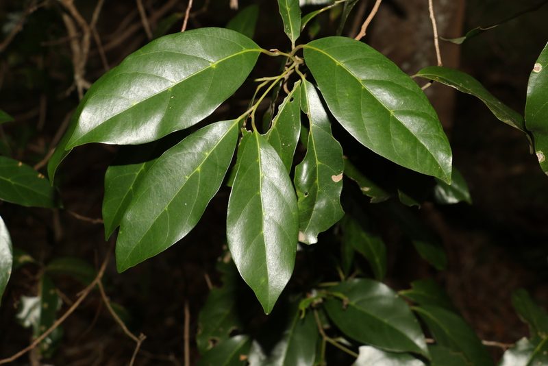 Endiandra discolor, photographed by Greg Tasney