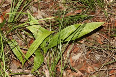 Eulophia picta, photographed by Greg Tasney