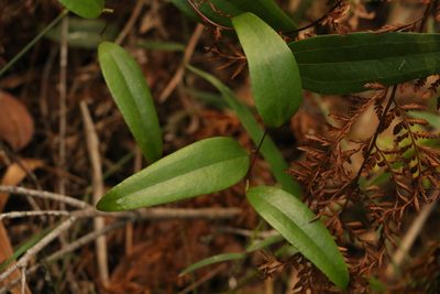 Smilax glyciphylla, photographed by Greg Tasney