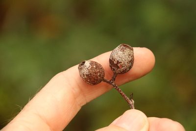 Corymbia intermedia, photographed by Greg Tasney