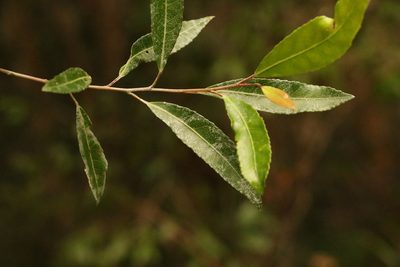 Elaeocarpus reticulatus, photographed by Greg Tasney