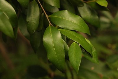 Diospyros pentamera, photographed by Greg Tasney