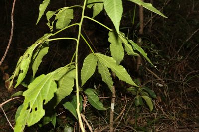 Sabdariffa heterophylla, photographed by Greg Tasney