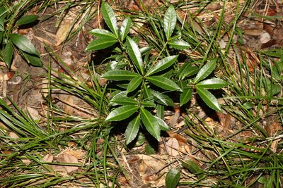 Ardisia crenata, photographed by Greg Tasney