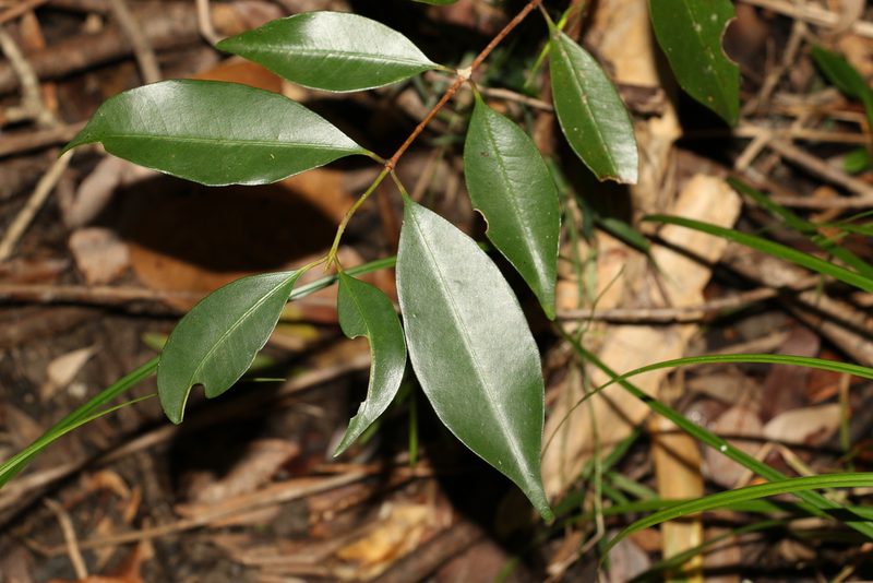 Syzygium oleosum, photographed by Greg Tasney