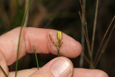 Tricoryne elatior, photographed by Greg Tasney